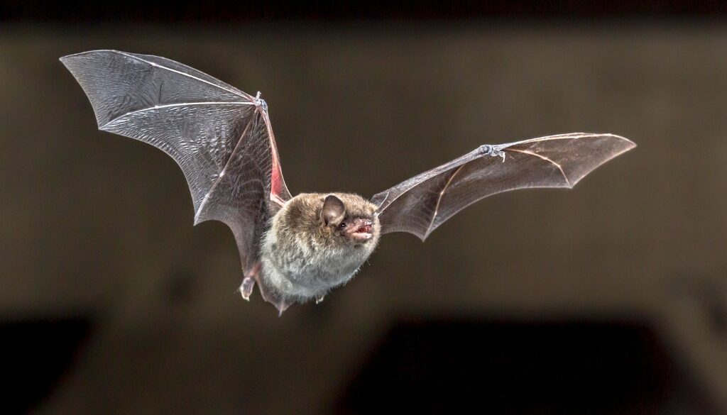 A close-up of a bat flying around an attic.