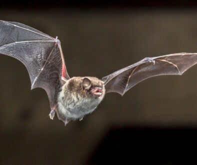 A close-up of a bat flying around an attic.