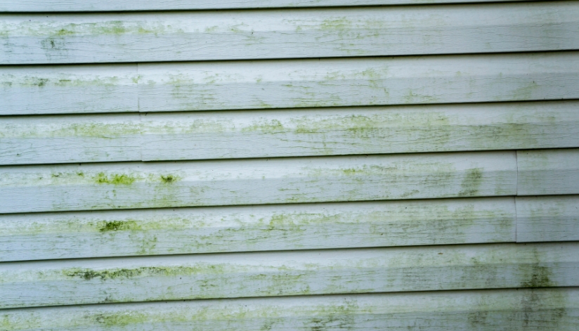 Mold and mildew growing on white horizontal house siding, showing green streaks and surface discoloration from moisture exposure.