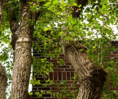 ledegar-roofing-home-trees-affect-roof-guter-siding-west-salem-wisconsin