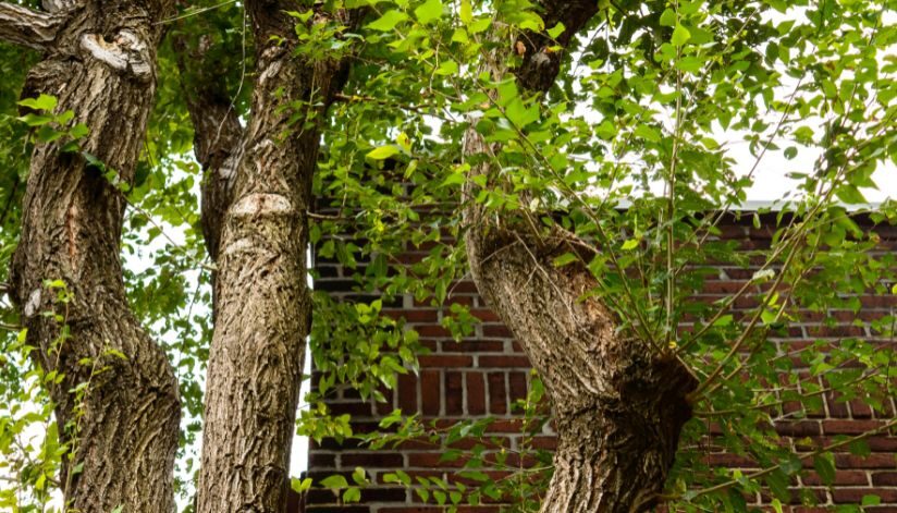 ledegar-roofing-home-trees-affect-roof-guter-siding-west-salem-wisconsin