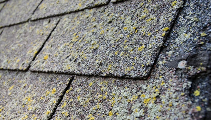 Moss covered asphalt shingles on a home roof.
